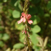 Indigofera hirsuta L.